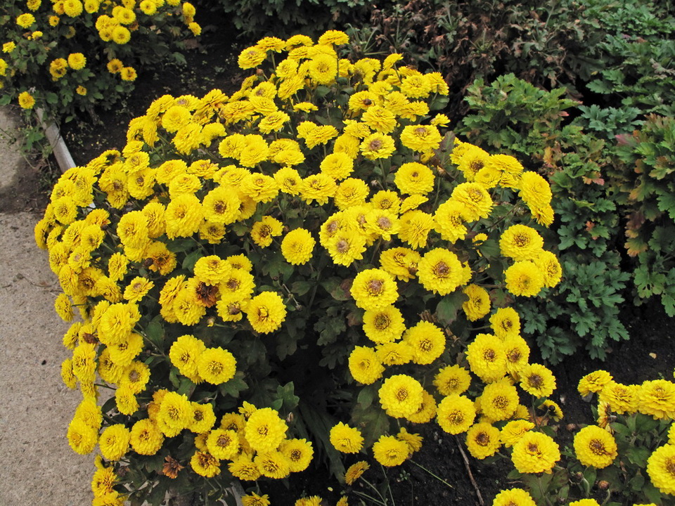 Image of Chrysanthemum indicum specimen.