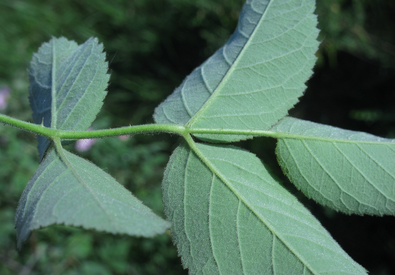 Image of Rosa tomentosa specimen.