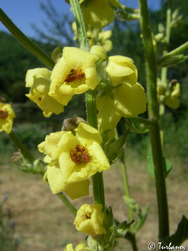 Image of Verbascum sinuatum specimen.