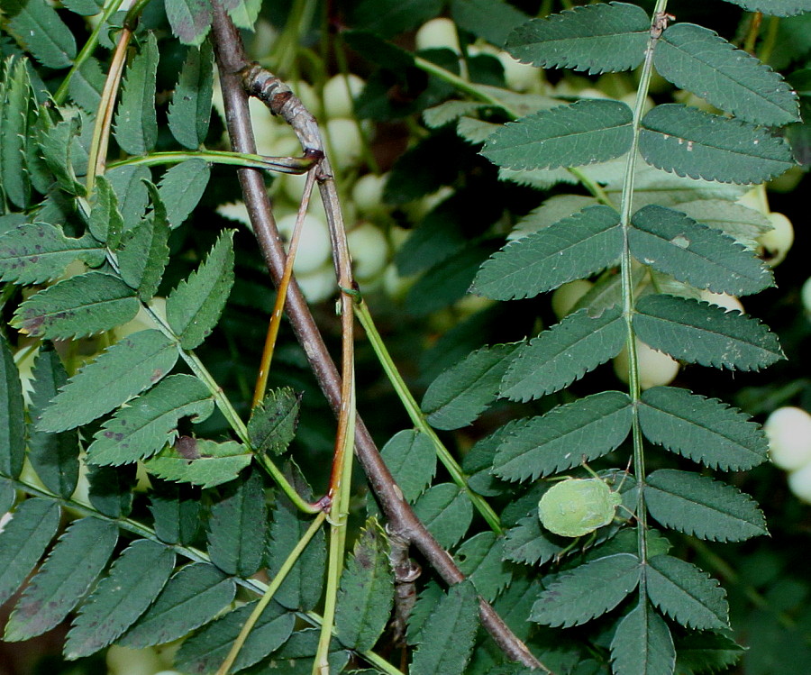 Image of Sorbus koehneana specimen.