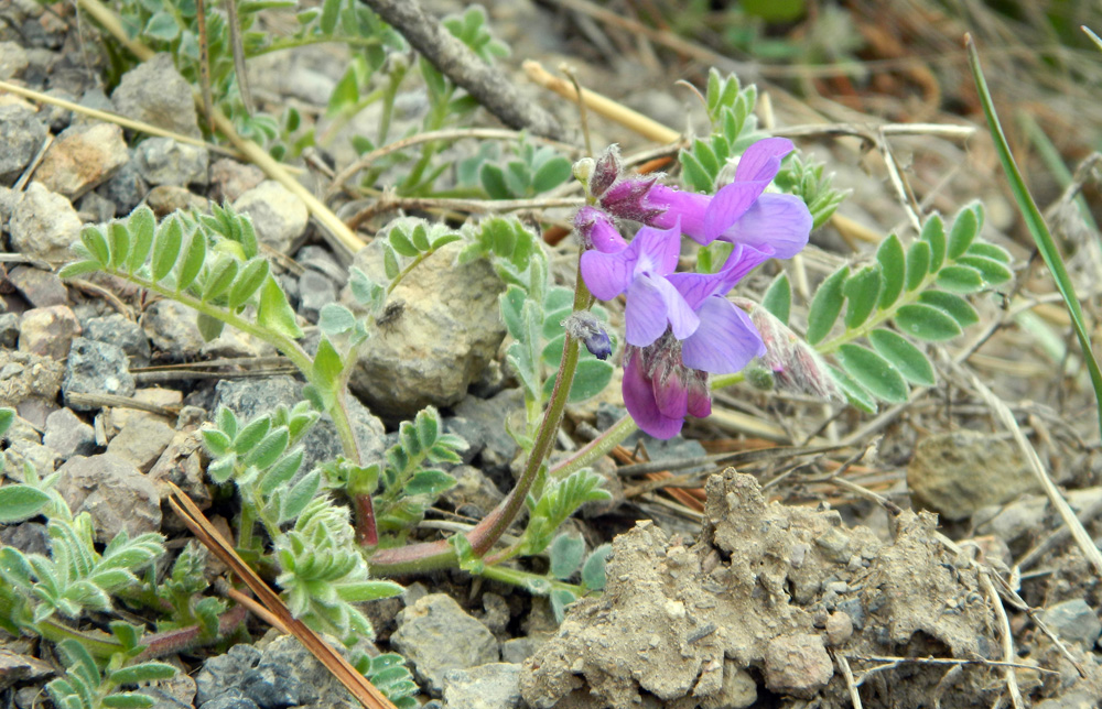 Изображение особи Vicia sosnowskyi.