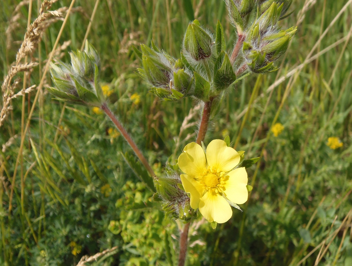 Изображение особи Potentilla recta.