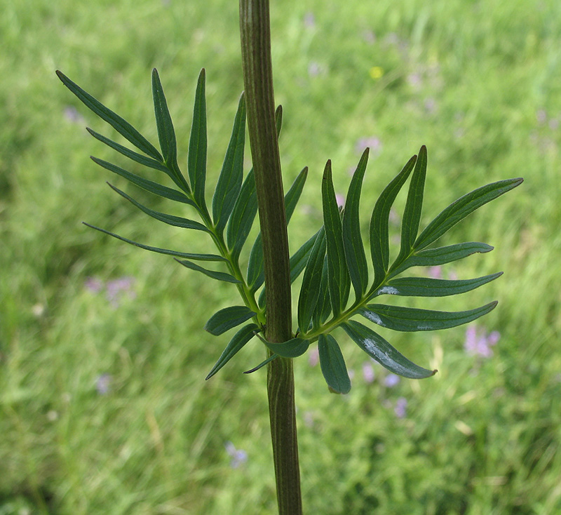 Image of Valeriana rossica specimen.