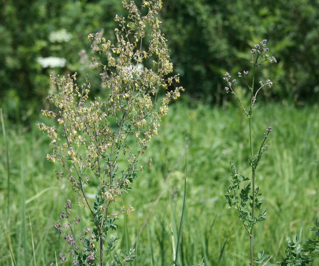 Image of Thalictrum simplex specimen.