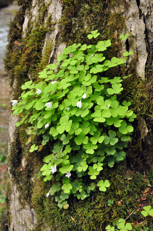 Изображение особи Oxalis acetosella.