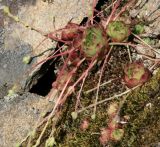 Saxifraga flagellaris