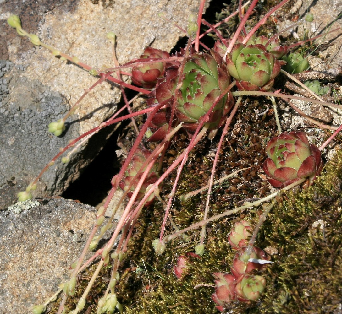 Image of Saxifraga flagellaris specimen.