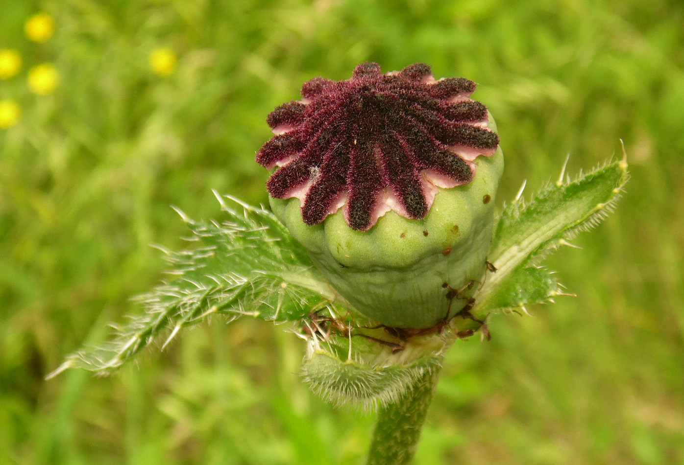 Image of Papaver setiferum specimen.