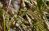 Dioscorea villosa. Молодые листья и развивающиеся соцветия. Германия, г. Дюссельдорф, Ботанический сад университета. 04.05.2014.