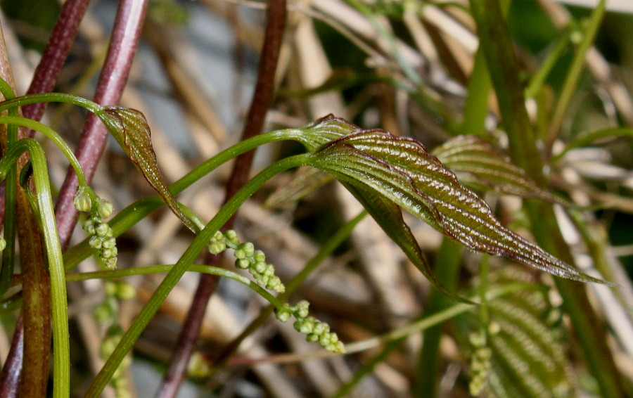 Image of Dioscorea villosa specimen.