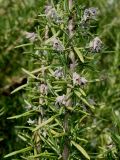 Rosmarinus officinalis