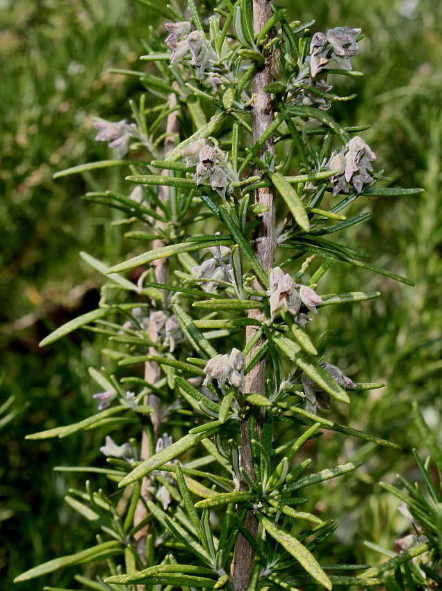 Image of Rosmarinus officinalis specimen.