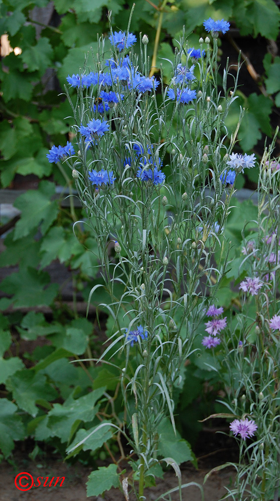 Image of Centaurea cyanus specimen.