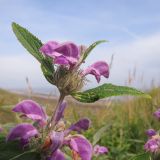 Phlomis taurica. Верхушка побега с соцветиями. Краснодарский край, м/о Анапа, окр. ст. Благовещенская, Витязевский лиман, степь на берегу лимана. 07.06.2014.