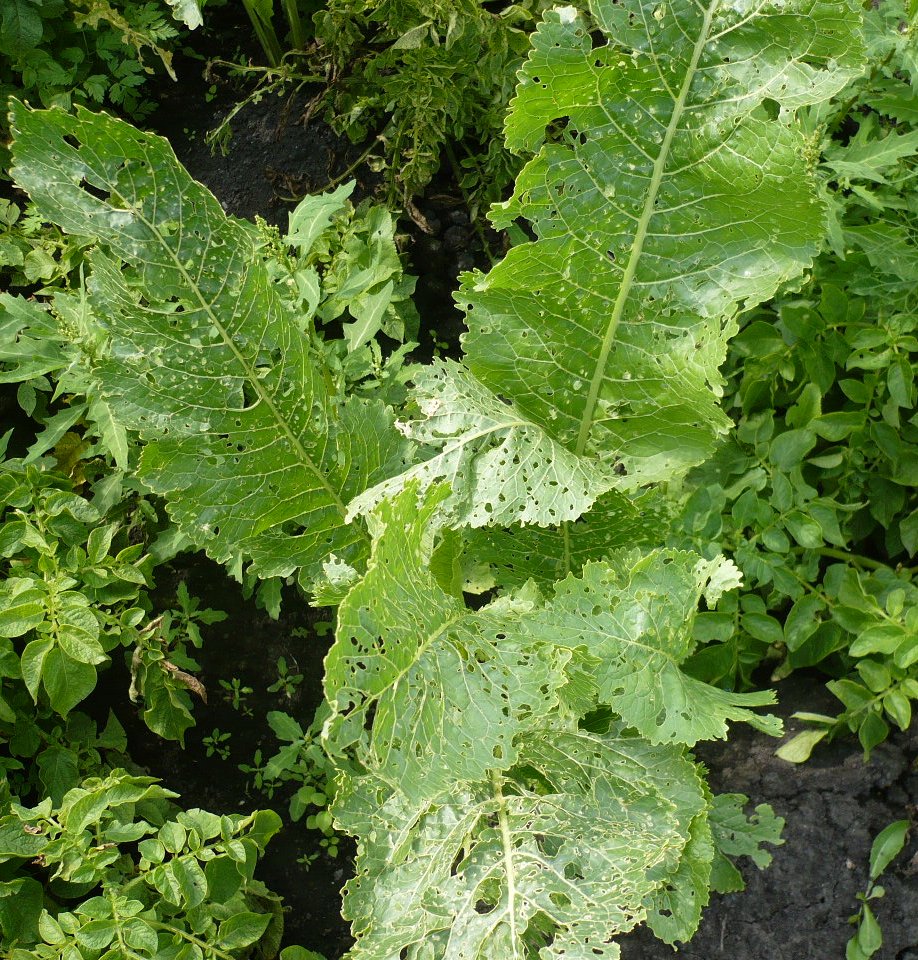 Image of Armoracia rusticana specimen.