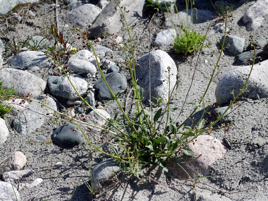 Изображение особи Scrophularia kiriloviana.