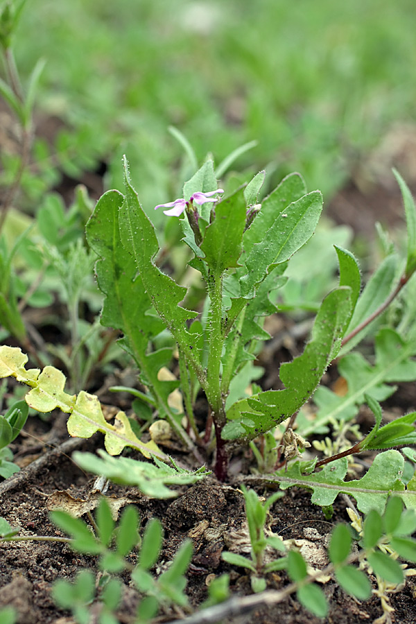 Image of Chorispora tenella specimen.