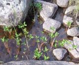 Menyanthes trifoliata. Растение среди валунов в ручье. Кольский полуостров, Восточный Мурман, ручей, впадающий в оз. Длинное. 08.08.2009.