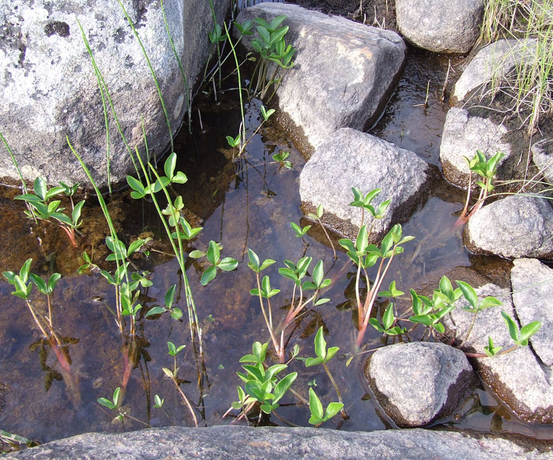 Image of Menyanthes trifoliata specimen.