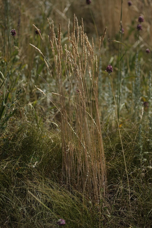 Image of Koeleria macrantha specimen.