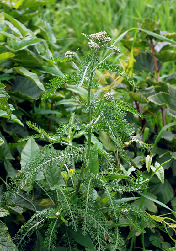 Image of Achillea millefolium specimen.