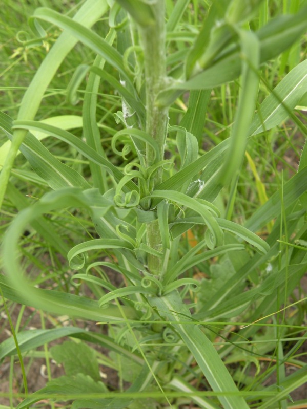 Изображение особи Tragopogon dasyrhynchus.