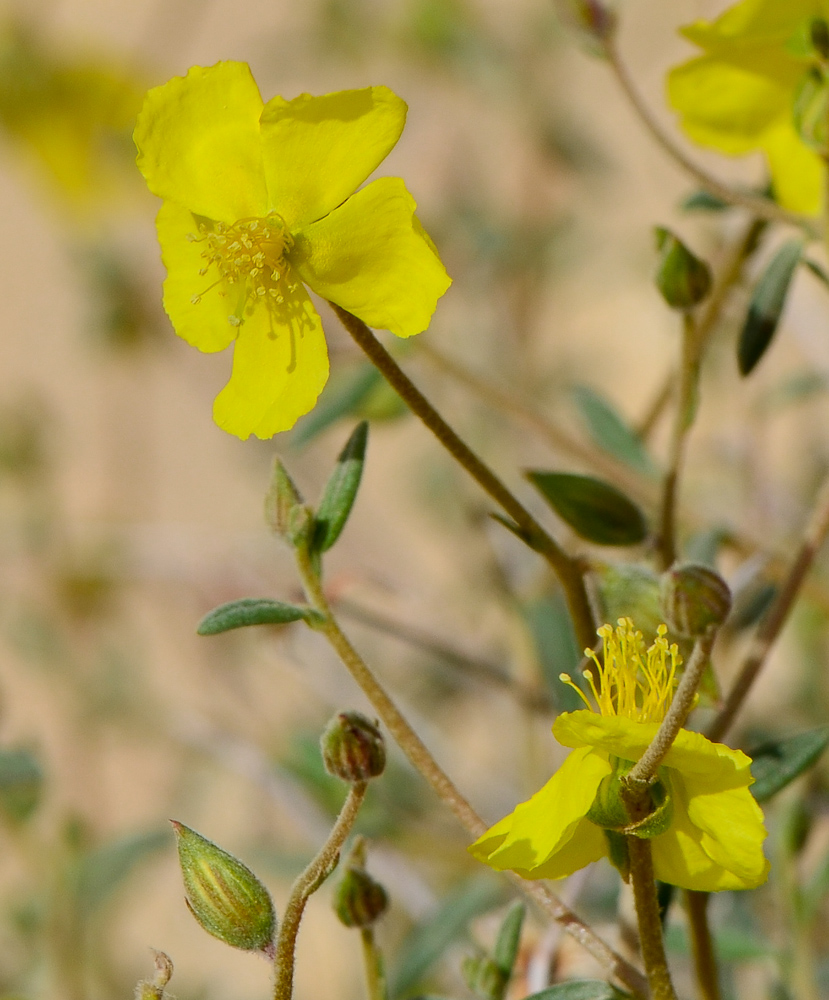 Image of Helianthemum sancti-antonii specimen.