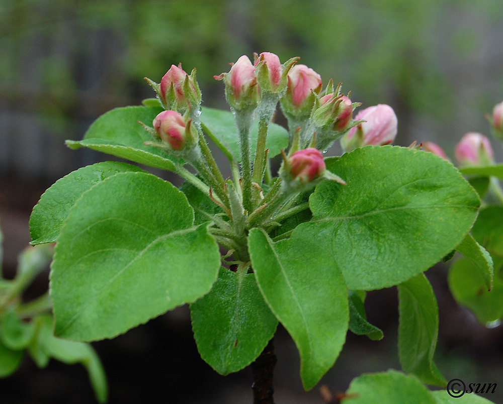 Изображение особи Malus domestica.