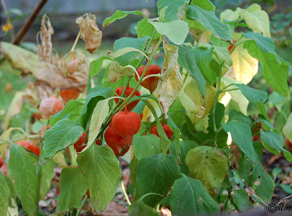 Image of Alkekengi officinarum specimen.