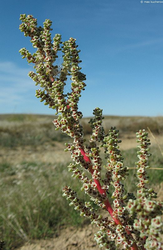 Изображение особи Salsola foliosa.