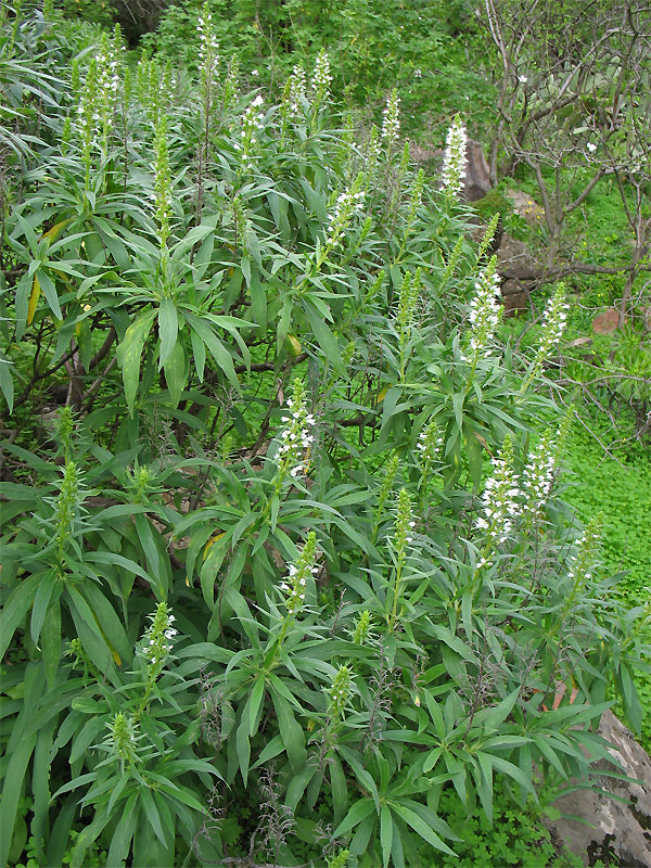 Image of Echium onosmifolium specimen.