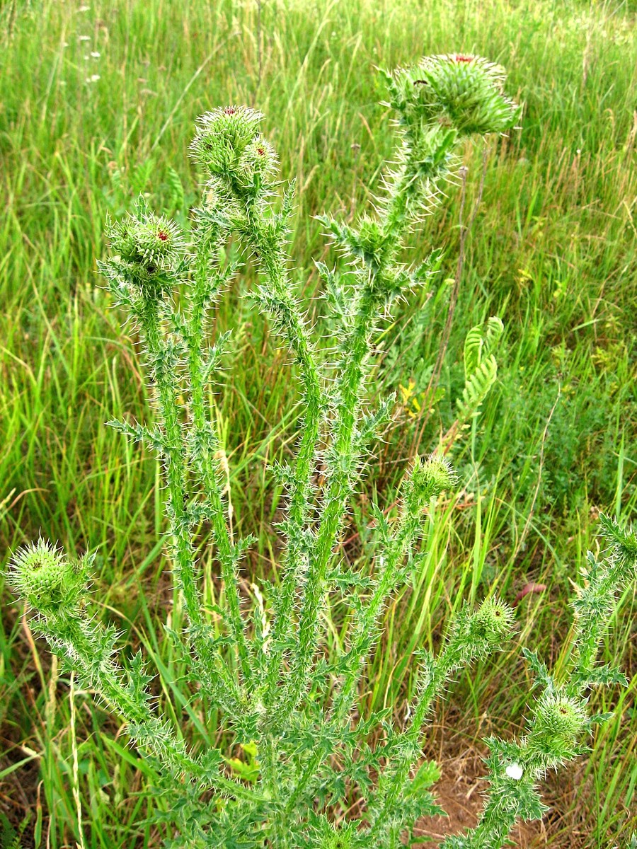 Image of Carduus acanthoides specimen.