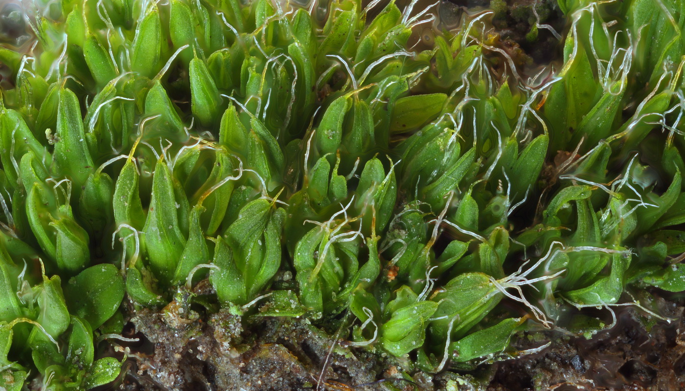 Image of class Bryopsida specimen.