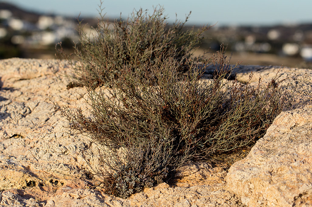 Image of Limonium roridum specimen.