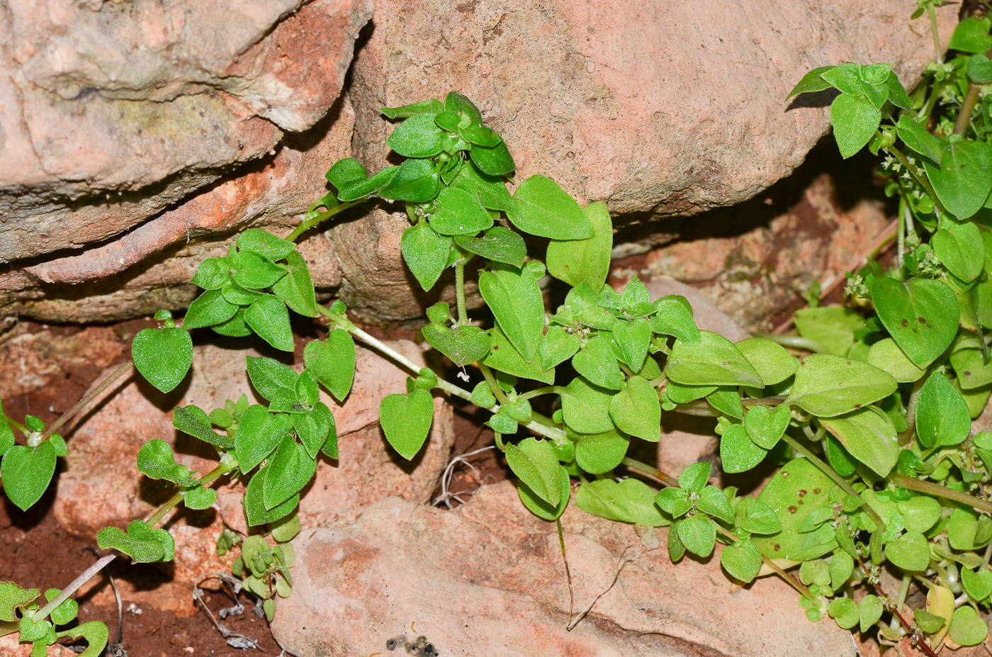 Изображение особи Theligonum cynocrambe.