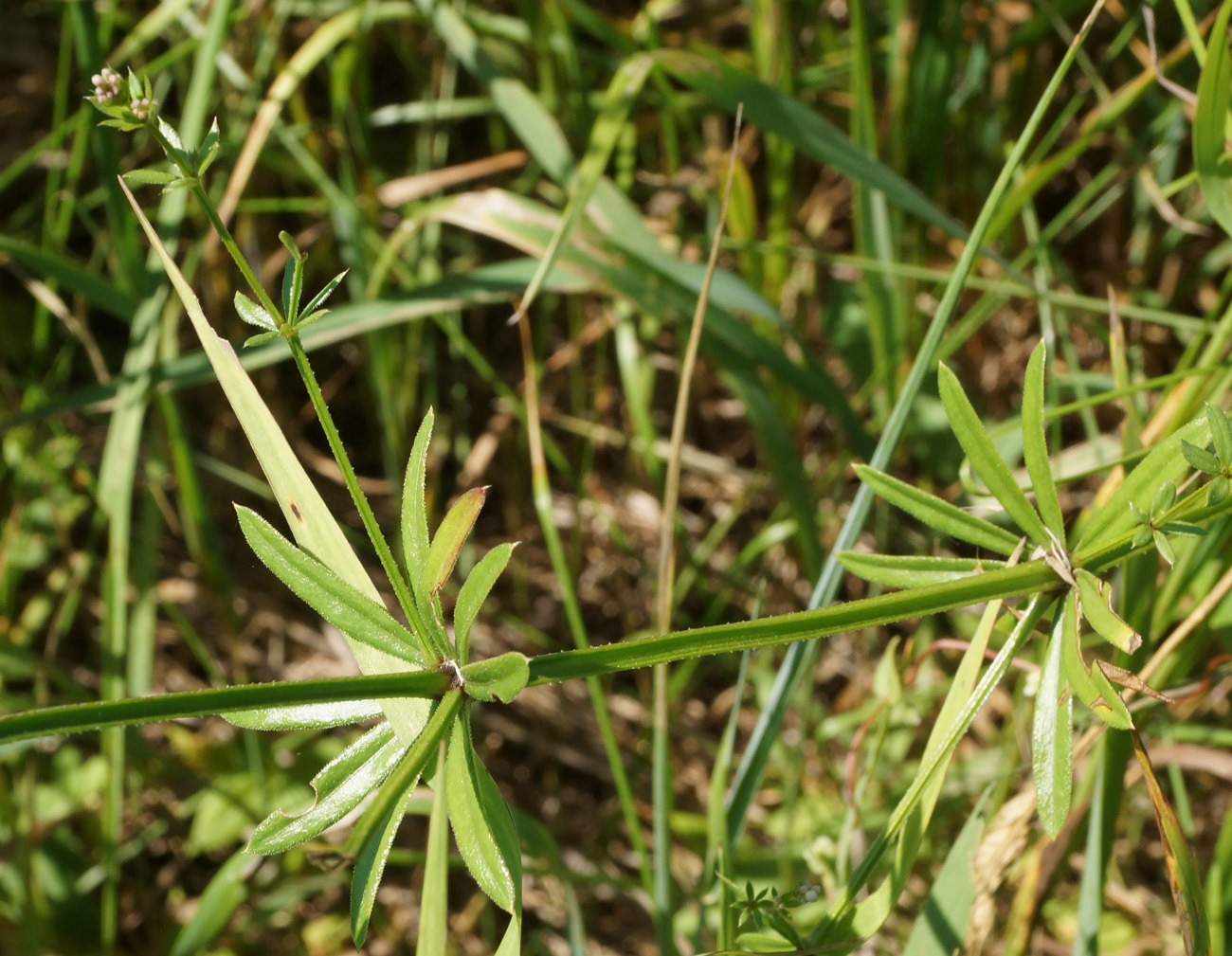 Image of Galium pseudorivale specimen.