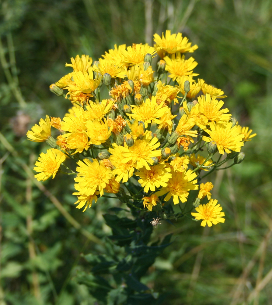 Image of Hieracium robustum specimen.