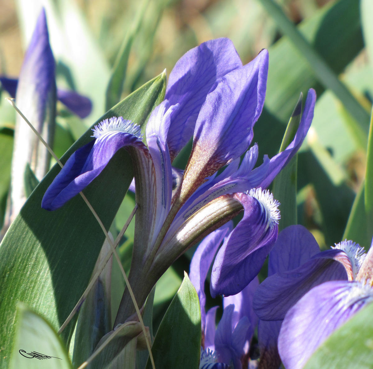 Ирис кожистый Iris scariosa заповедник Астраханский