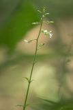 Circaea lutetiana. Верхушка цветущего растения. Адыгея, Майкопский р-н, окр. пос. Никель, подлесок букового леса. 18.07.2015.