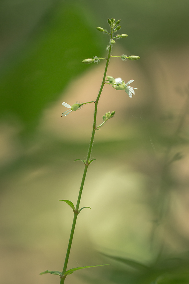 Изображение особи Circaea lutetiana.