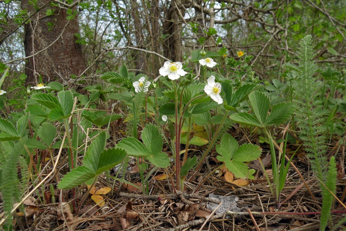 Изображение особи Fragaria viridis.