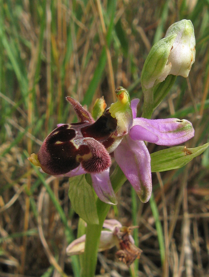 Изображение особи Ophrys oestrifera.