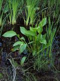 Alisma plantago-aquatica. Зацветающее растение. Санкт-Петербург, Пискарёвский парк. 05.07.2009.