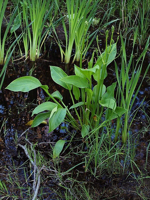 Изображение особи Alisma plantago-aquatica.