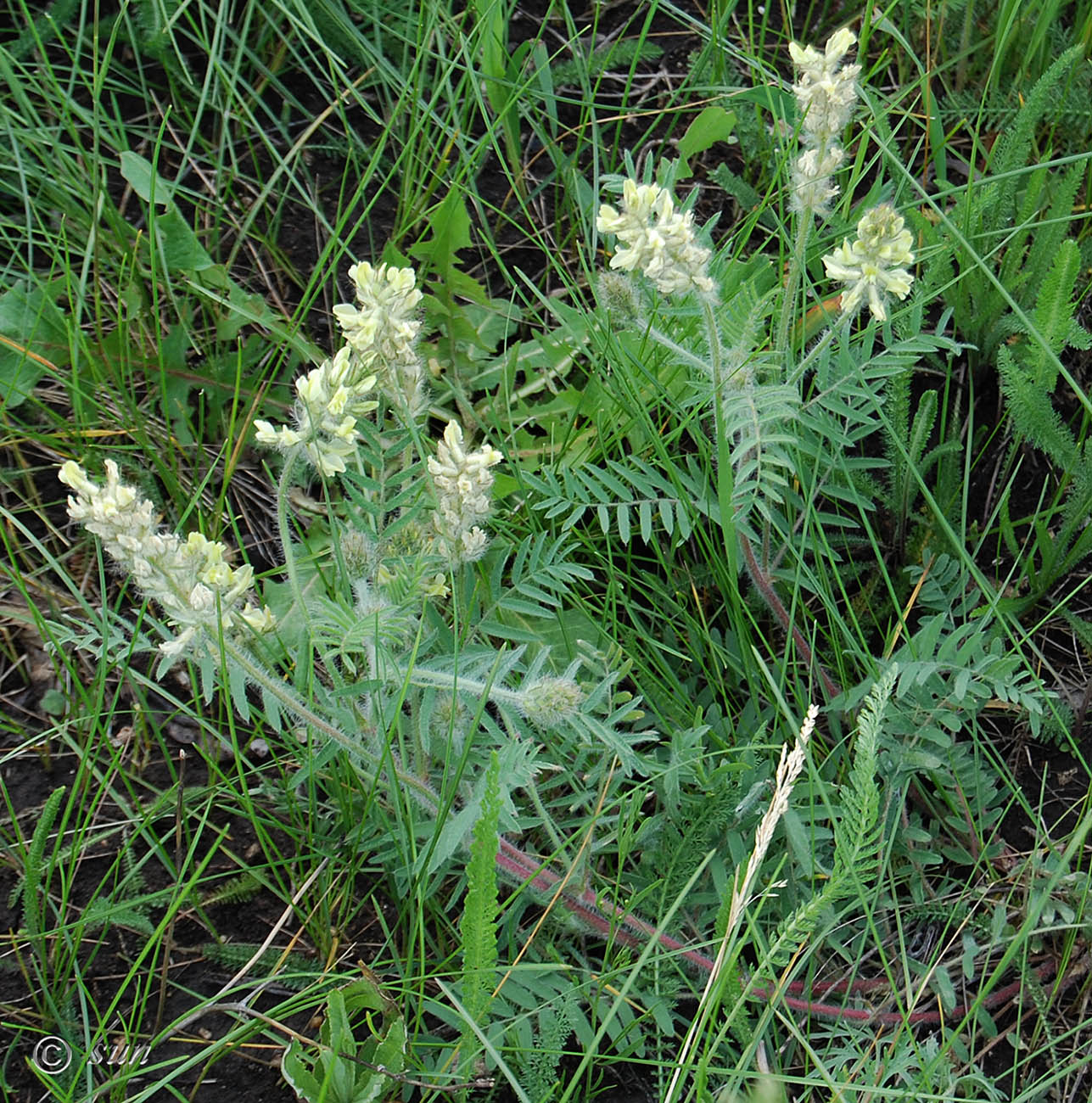 Изображение особи Oxytropis pilosa.