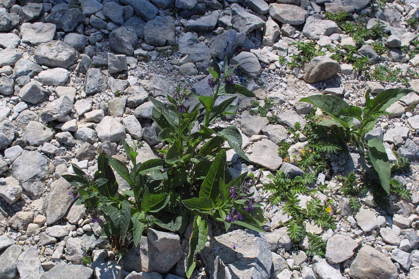 Image of Symphytum officinale specimen.