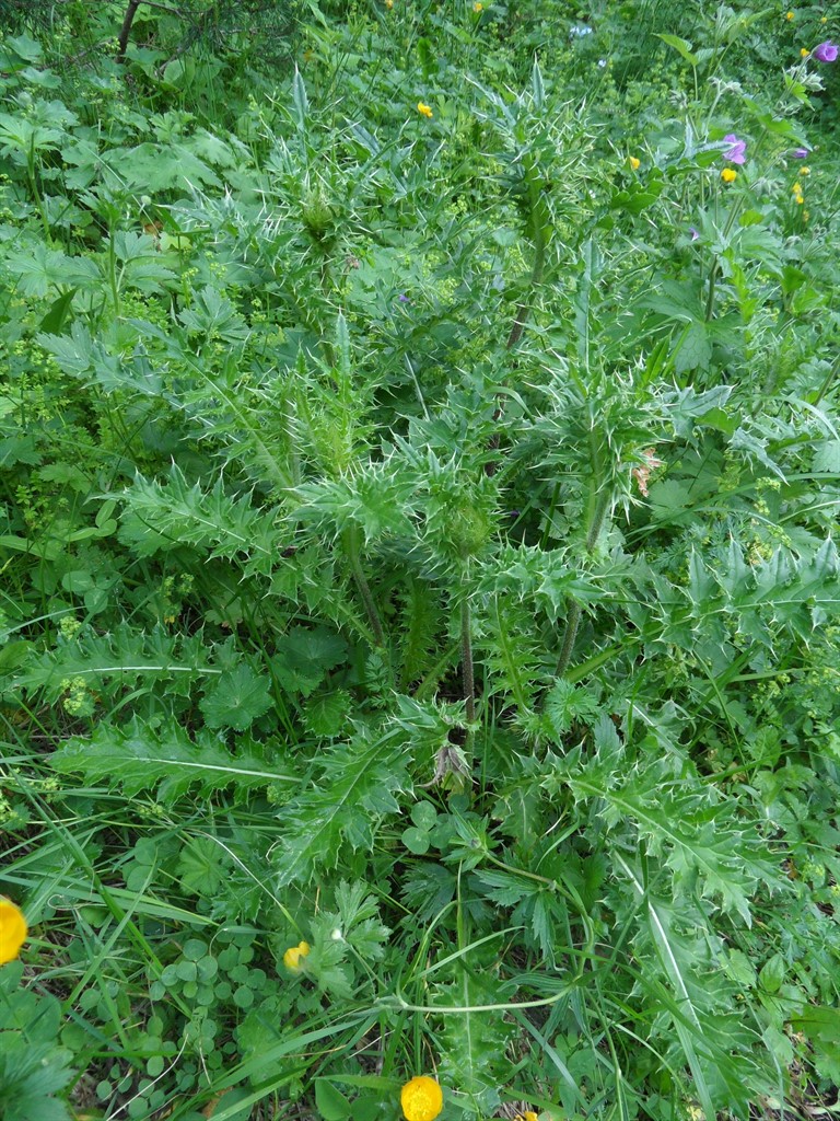 Image of genus Cirsium specimen.