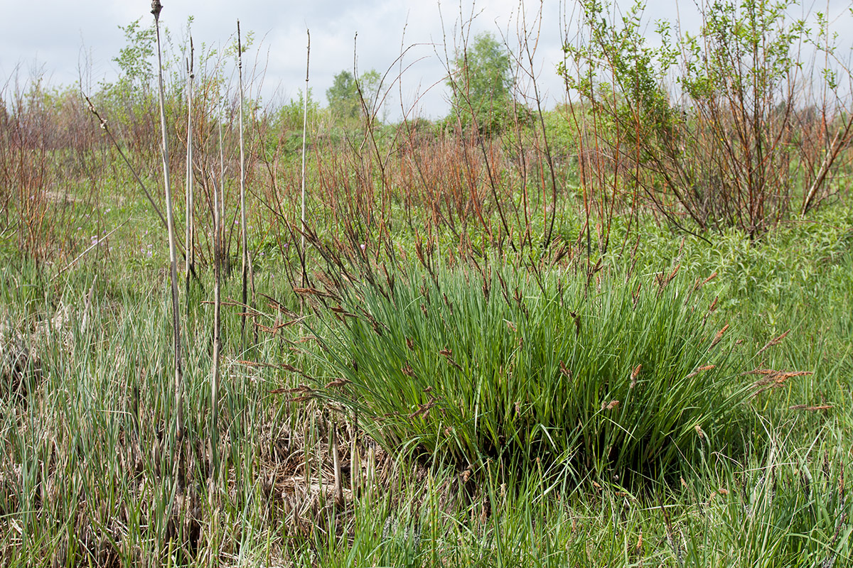 Image of Carex elata specimen.