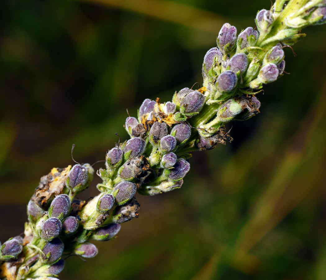 Image of Verbascum nigrum specimen.