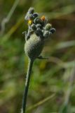 Смотреть изображение Pilosella echioides